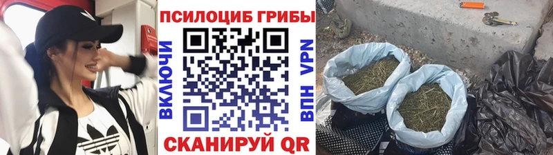 Галлюциногенные грибы Psilocybine cubensis Заречный
